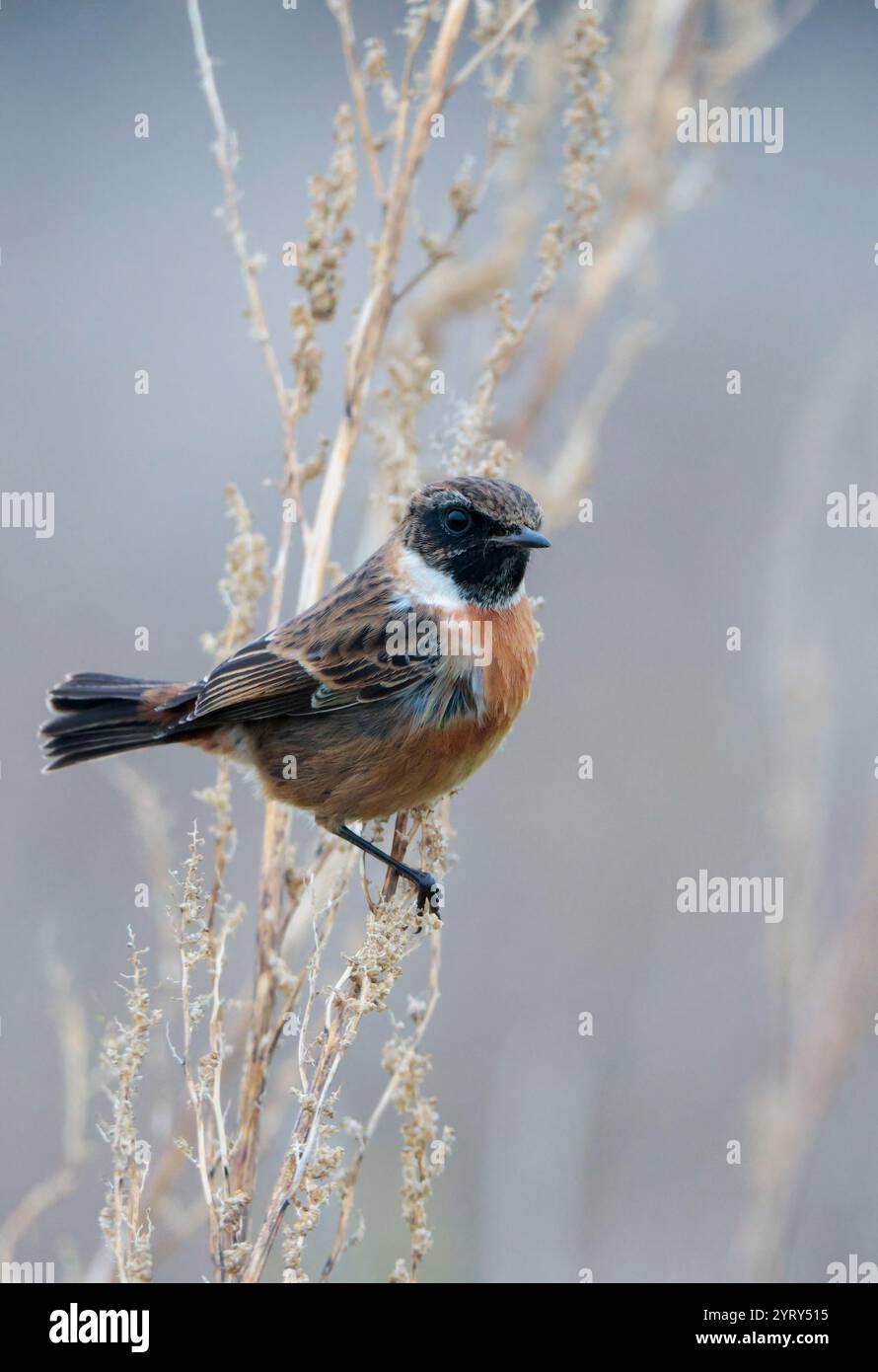 Stonechat Saxicola torquata, männlicher Vogel Wintergefieder dunkler Kopf orange Buff Unterseite weiße Seiten des Halses streifenartig schwarz-braune Rücken und Flügel Stockfoto