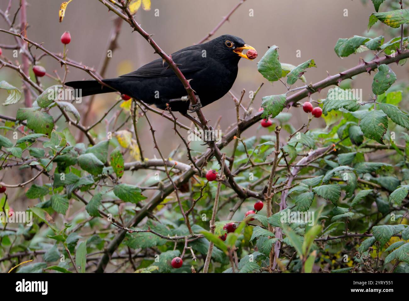 Schwarzvogel männlicher Turdus Merula, der sich an roten Winterbeeren, schwarzem Gefieder, gelbem Augenring und Schnabel auf Dornstiel, britisches Vogellandschaftformat, ernährt Stockfoto