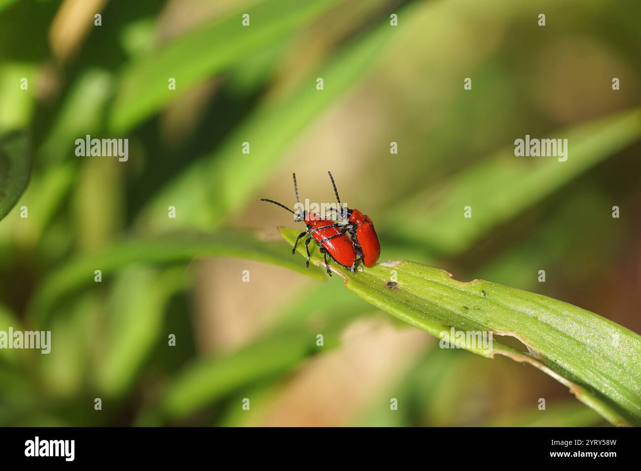Geschädigtes Lilienblatt mit Scarlet Lilienkäfern (Lilioceris lililii). Familie Chrysomelidae. Dutch Garden, Juni, Niederlande Stockfoto
