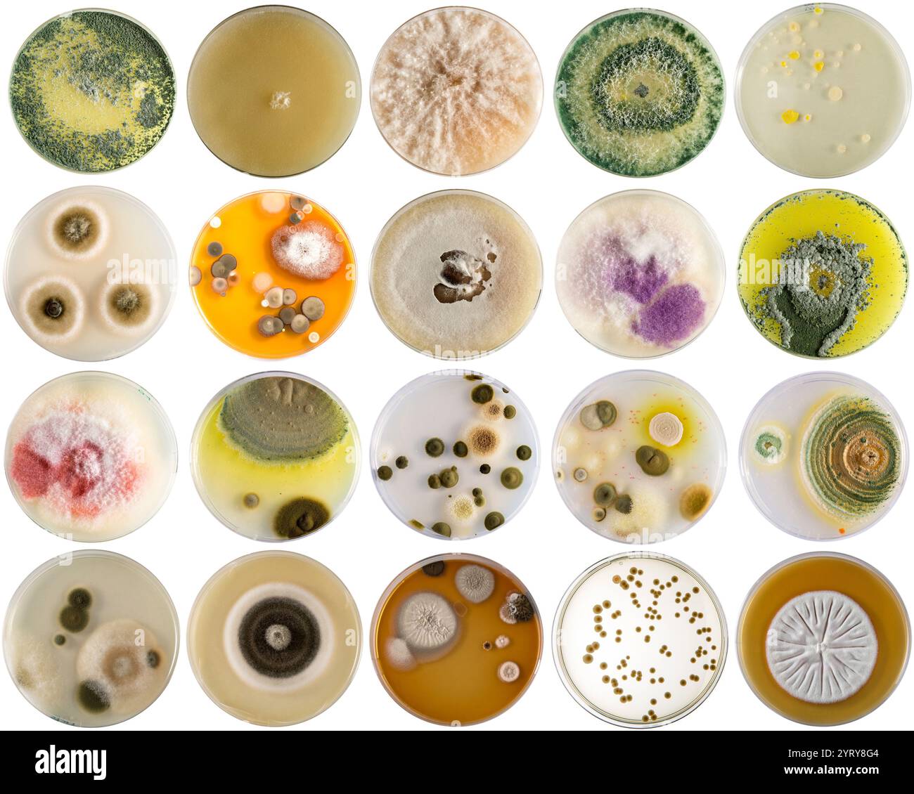 Verschiedene bunte Kolonien von Mikroorganismen, die in Petrischalen für die biologische Forschung wachsen Stockfoto