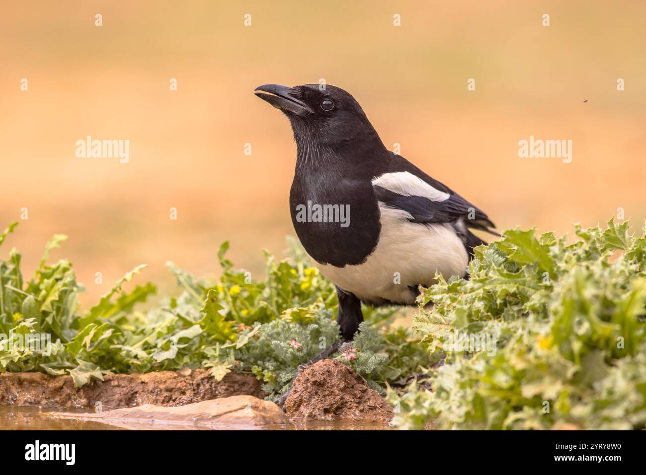 Eurasische Magpie (Pica pica), die in Distel auf hellem Hintergrund thront und die Kamera in Extremadura, Spanien, anschaut. April. Naturlandschaft in der EU Stockfoto