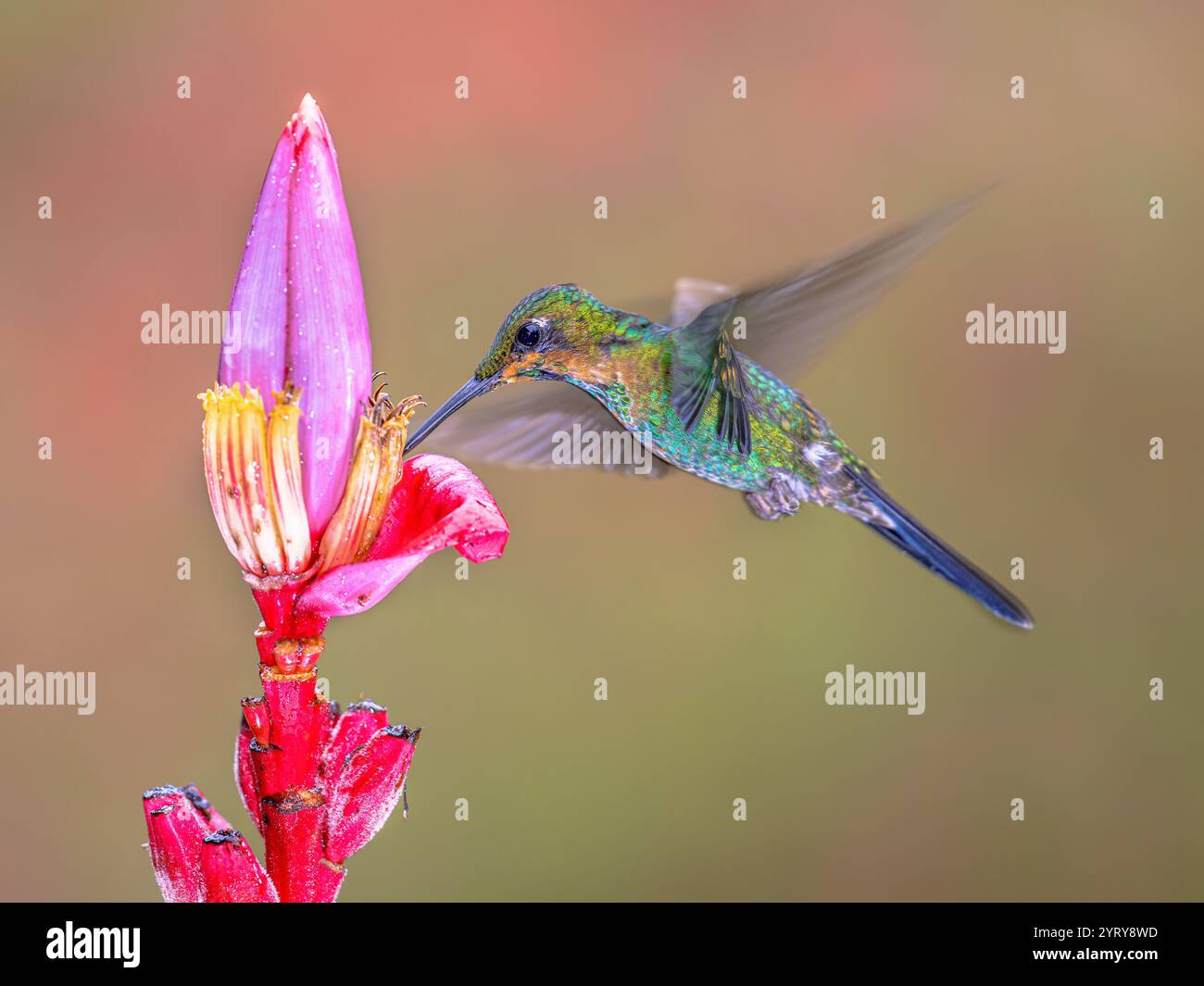 Der grün gekrönte Brillantmensch (Heliodoxa jacula) ist eine Kolibris-Spezies der „Brillanten“, dem Stamm Heliantheini in der Unterfamilie Lesbiinae. Es wurde gefunden Stockfoto