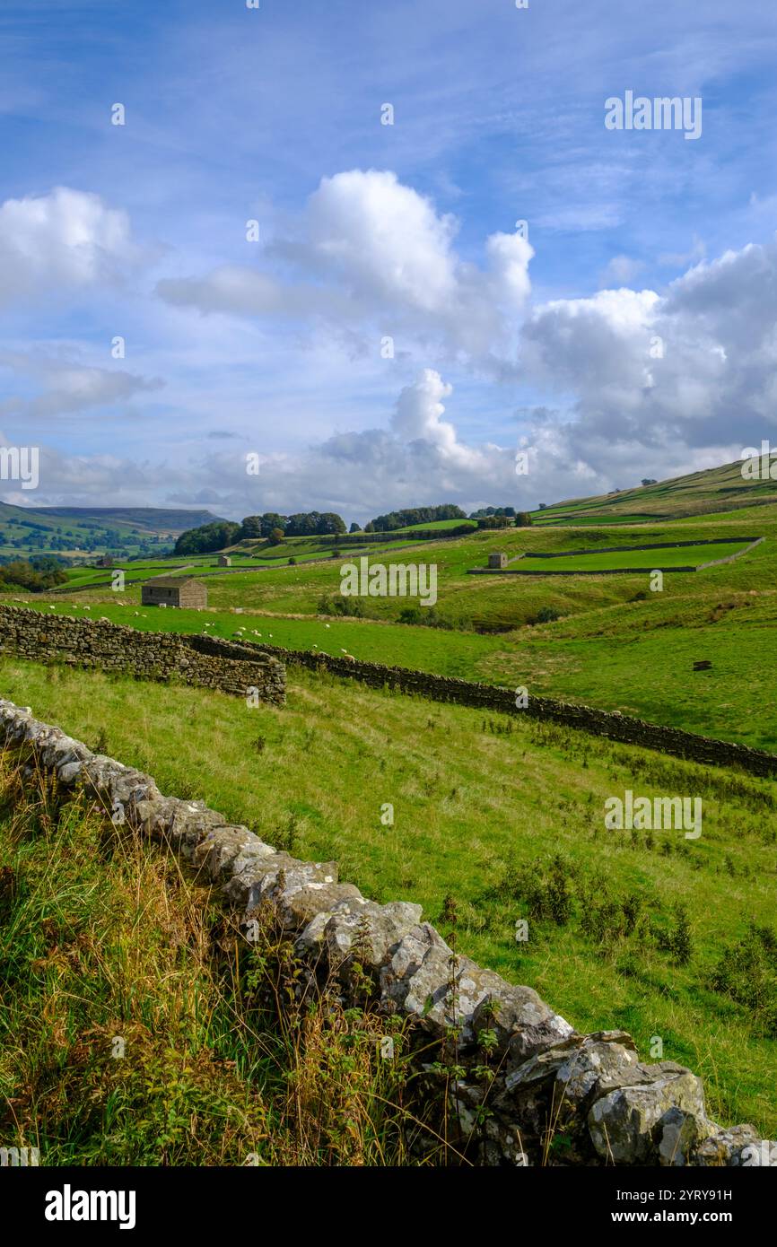 Sonnenschein im frühen Herbst auf einer Landschaft aus Scheunen und Trockenmauern in der Nähe von Bainbridge in den Yorkshire Dales Stockfoto