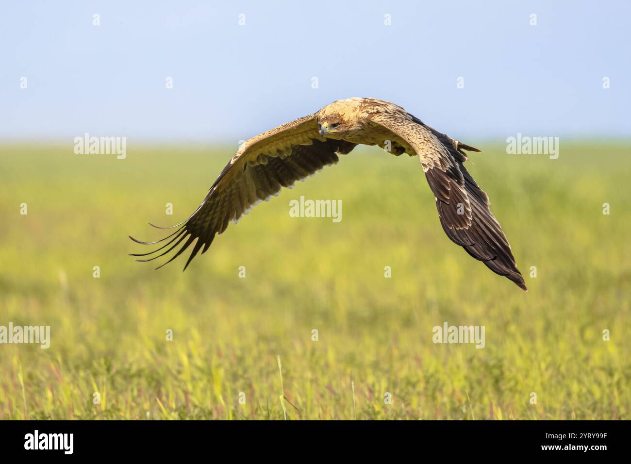 Spanischer Kaiseradler (Aquila adalberti), der auf hellem Berghintergrund fliegt. Diese seltene und vom Aussterben bedrohte Vogelart kommt nur in Spanien vor. W Stockfoto