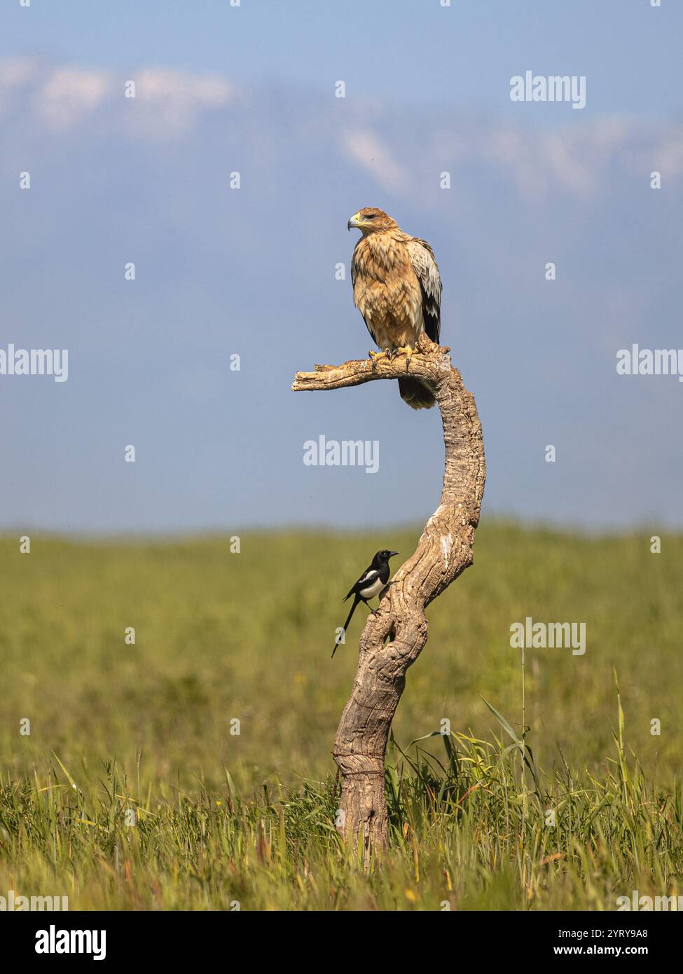 Spanischer Kaiseradler (Aquila adalberti), der im Baum auf hellem Berghintergrund thront. Diese seltene und gefährdete Vogelart kommt nur in vor Stockfoto