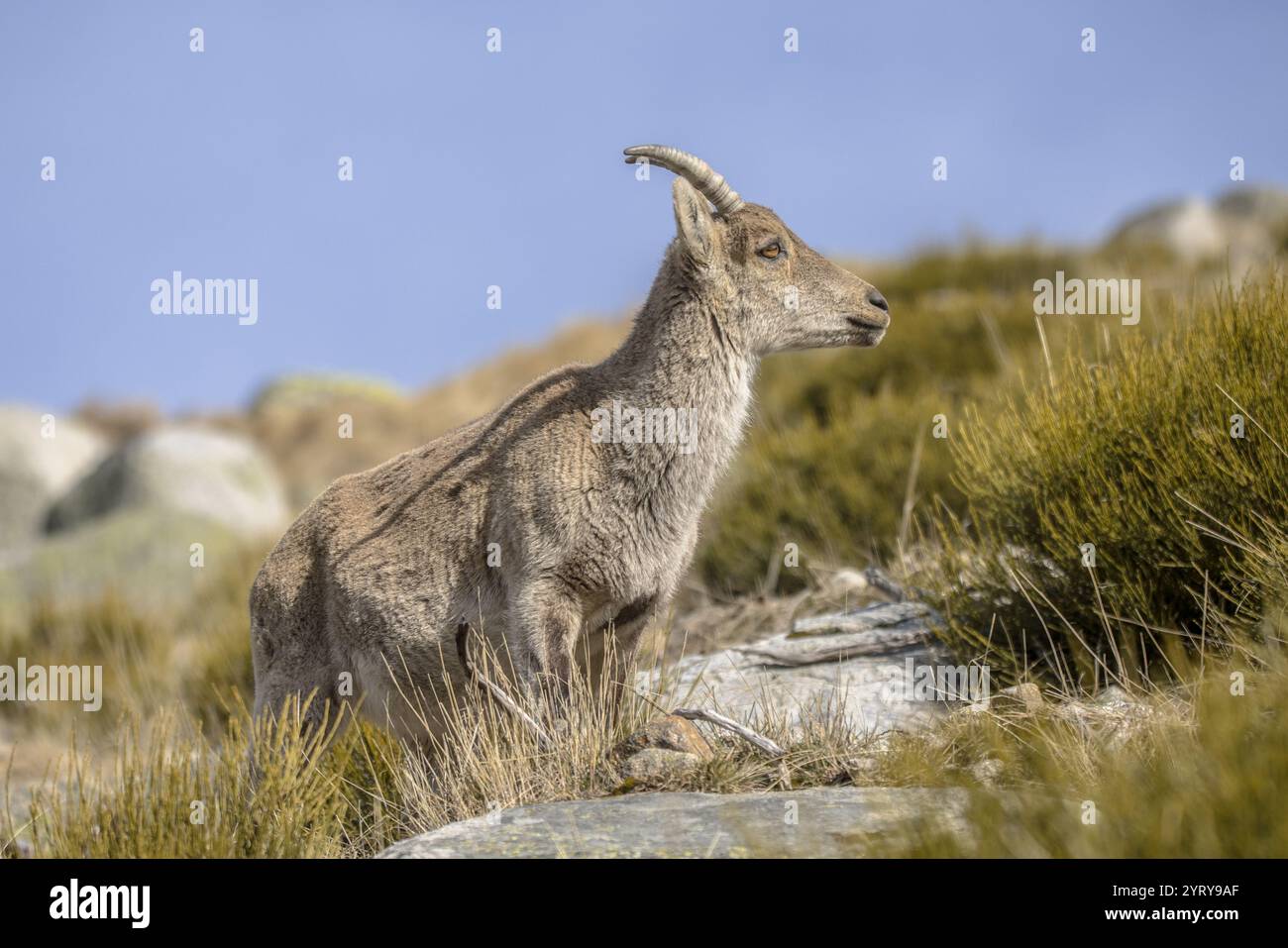 Westspanische Ibex oder Gredos Ibex (Capra pyrenaica victoriae). Weibliche Jungtiere, die Gras auf Felsen in Sierra de Gredos, Spanien, fressen. Wil Stockfoto
