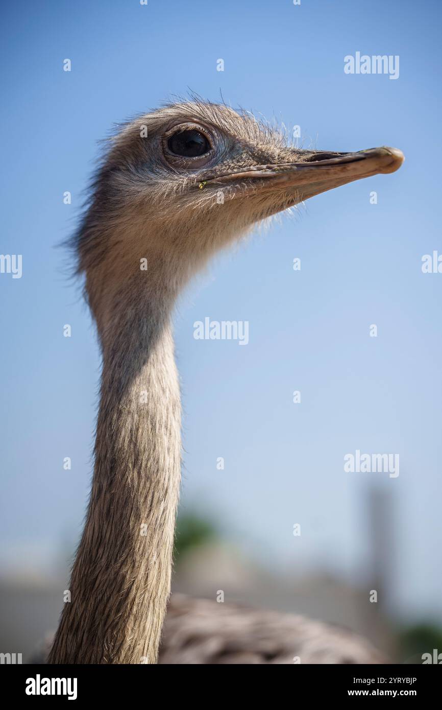 Nahaufnahme eines Straußes mit seinen großen Augen und seinem langen Hals vor einem klaren blauen Himmel. Stockfoto