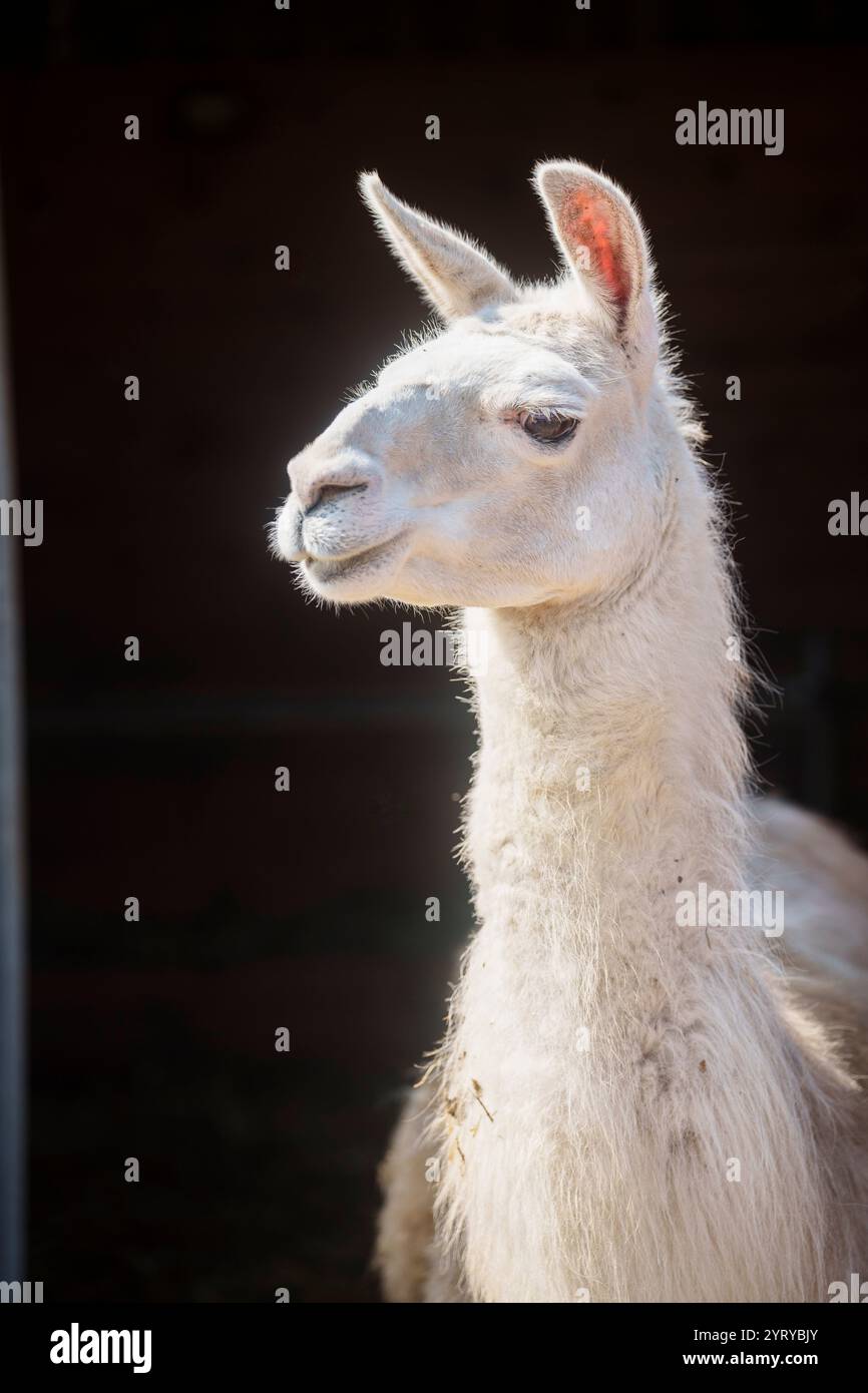 Nahaufnahme eines Lama in einer Scheune, das sein sanftes Verhalten und seine charakteristischen Merkmale unter natürlichem Licht zeigt. Stockfoto