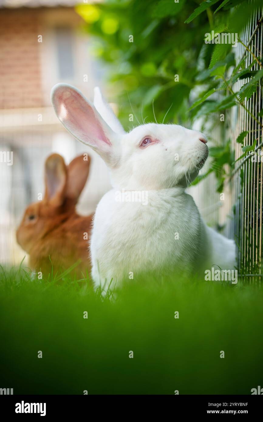 Weiße und braune Kaninchen ruhen auf dem Gras in einem Garten und zeigen die friedliche Natur der Hauskaninchen. Stockfoto