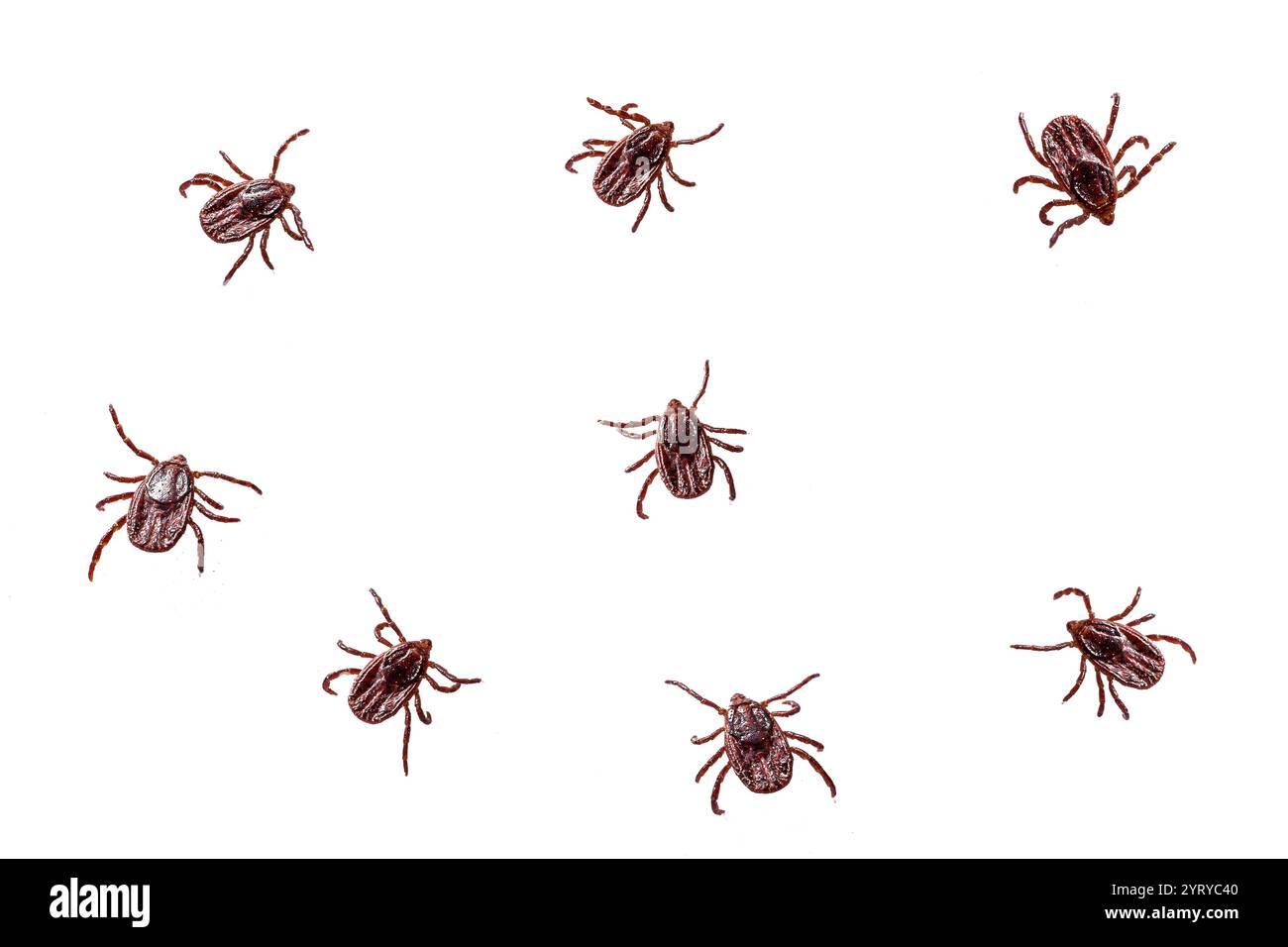 Mehrere Hirschzecken krabbeln auf einem weißen Hintergrund, was das Risiko von lyme-Borreliose und anderen Zecken übertragenen Krankheiten hervorhebt Stockfoto