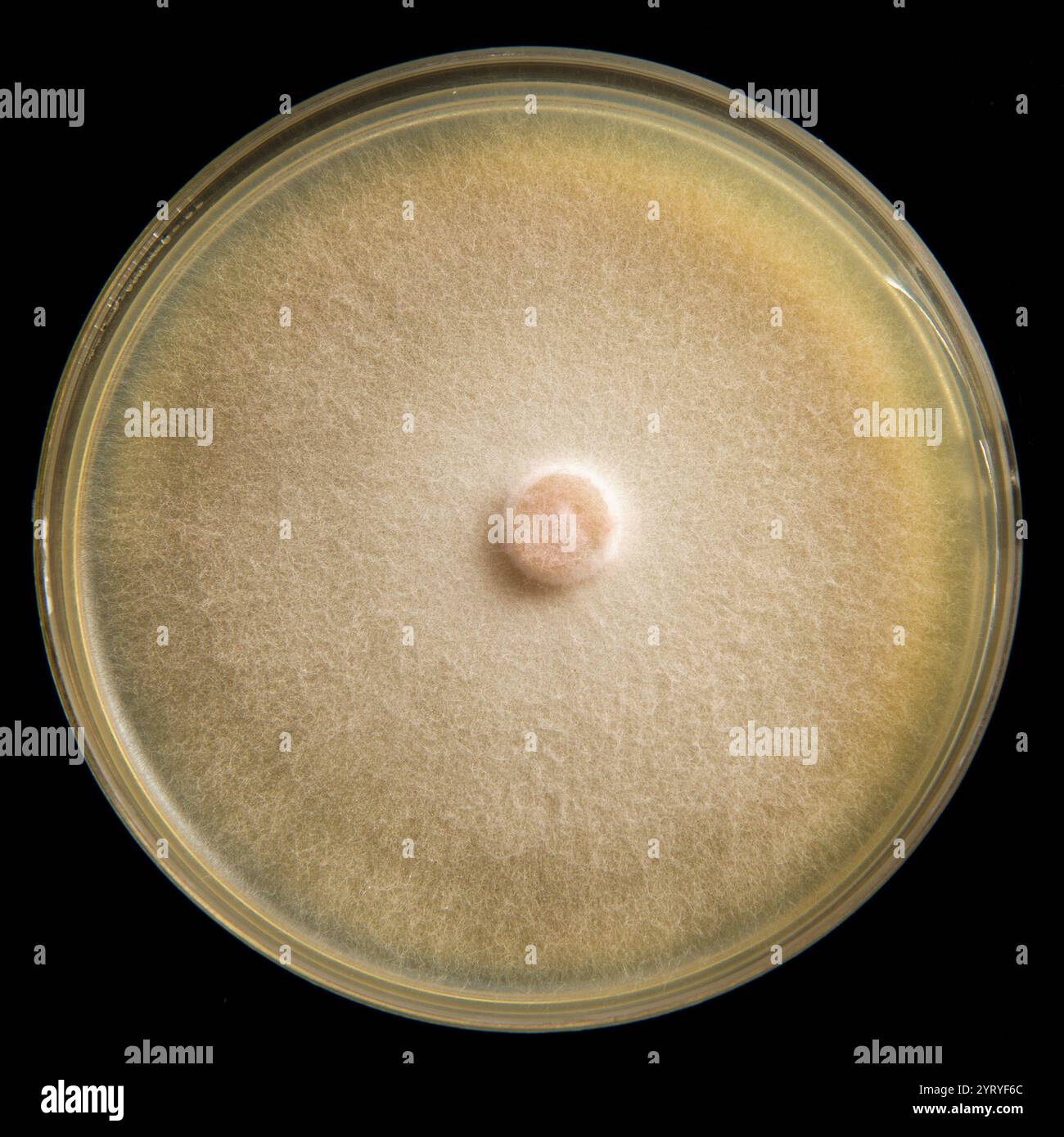 Antimikrobielle Empfindlichkeitsprüfung mit Hemmzone, Bestimmung der Wirksamkeit von Antibiotika oder Antimykotika gegen Mikroorganismen Stockfoto