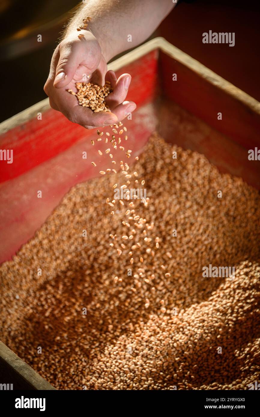 Die Hand schöpft Getreide aus einer traditionellen Holzkiste und zeigt handwerkliche Landwirtschaft, Getreideverarbeitung und nachhaltige Anbaumethoden. Stockfoto