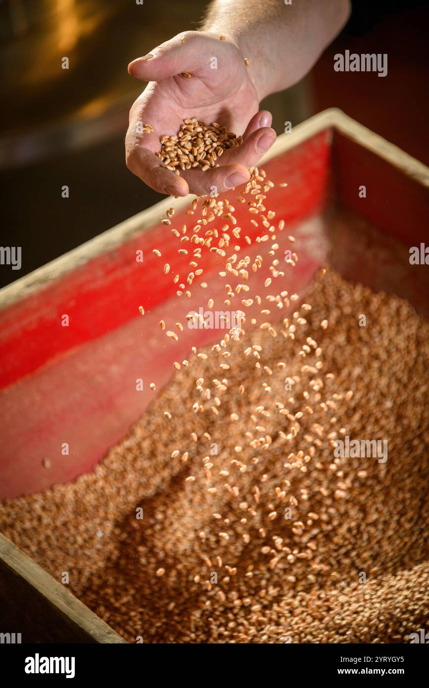 Die Hand schöpft Getreide aus einer traditionellen Holzkiste und zeigt handwerkliche Landwirtschaft, Getreideverarbeitung und nachhaltige Anbaumethoden. Stockfoto