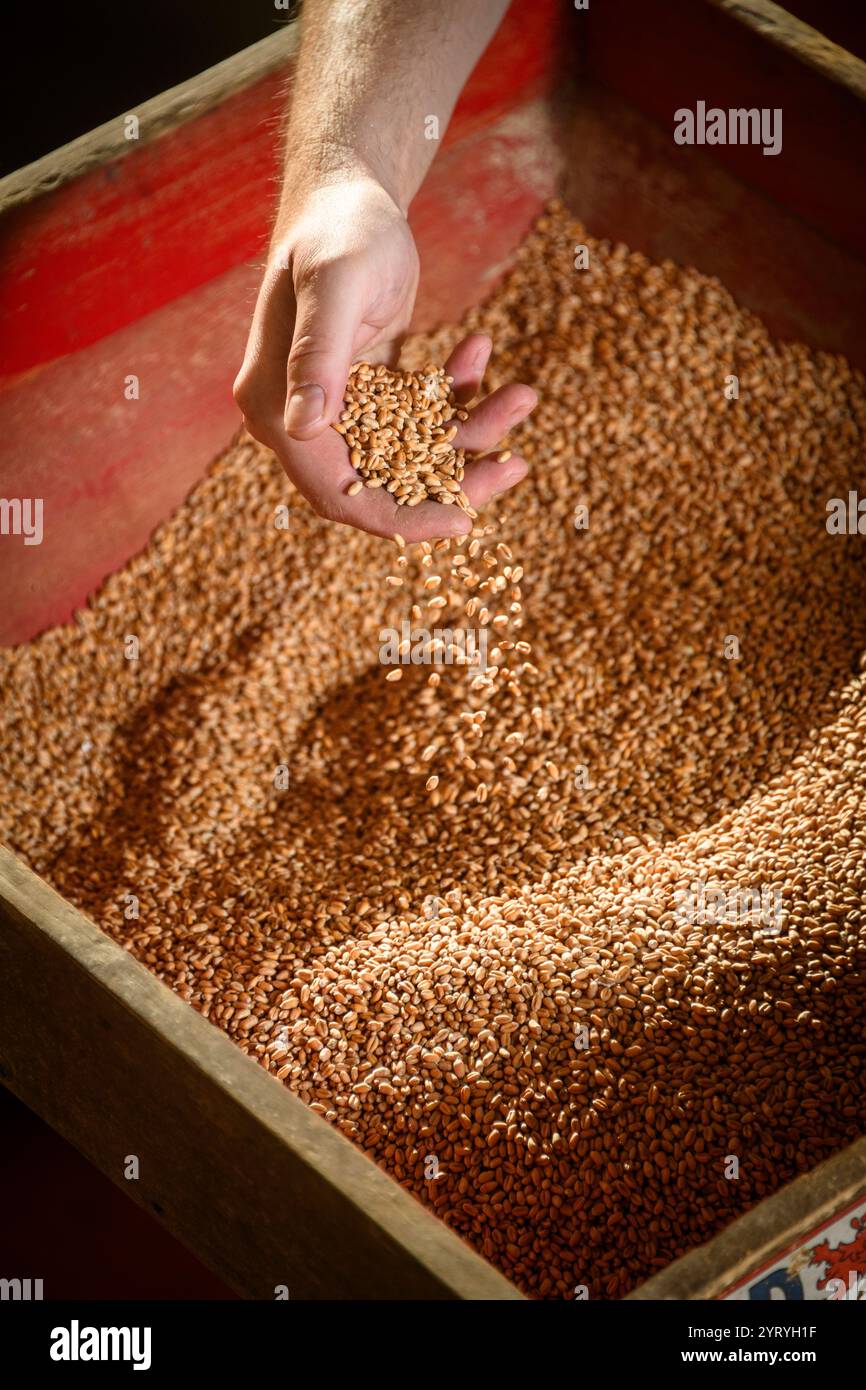 Die Hand schöpft Getreide aus einer traditionellen Holzkiste und zeigt handwerkliche Landwirtschaft, Getreideverarbeitung und nachhaltige Anbaumethoden. Stockfoto
