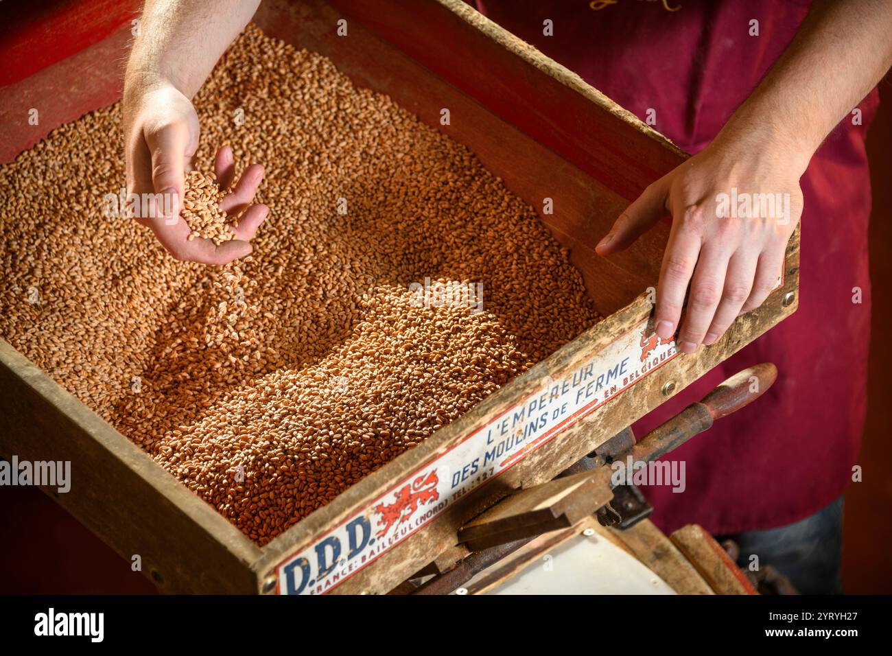 Die Hand schöpft Getreide aus einer traditionellen Holzkiste und zeigt handwerkliche Landwirtschaft, Getreideverarbeitung und nachhaltige Anbaumethoden. Stockfoto