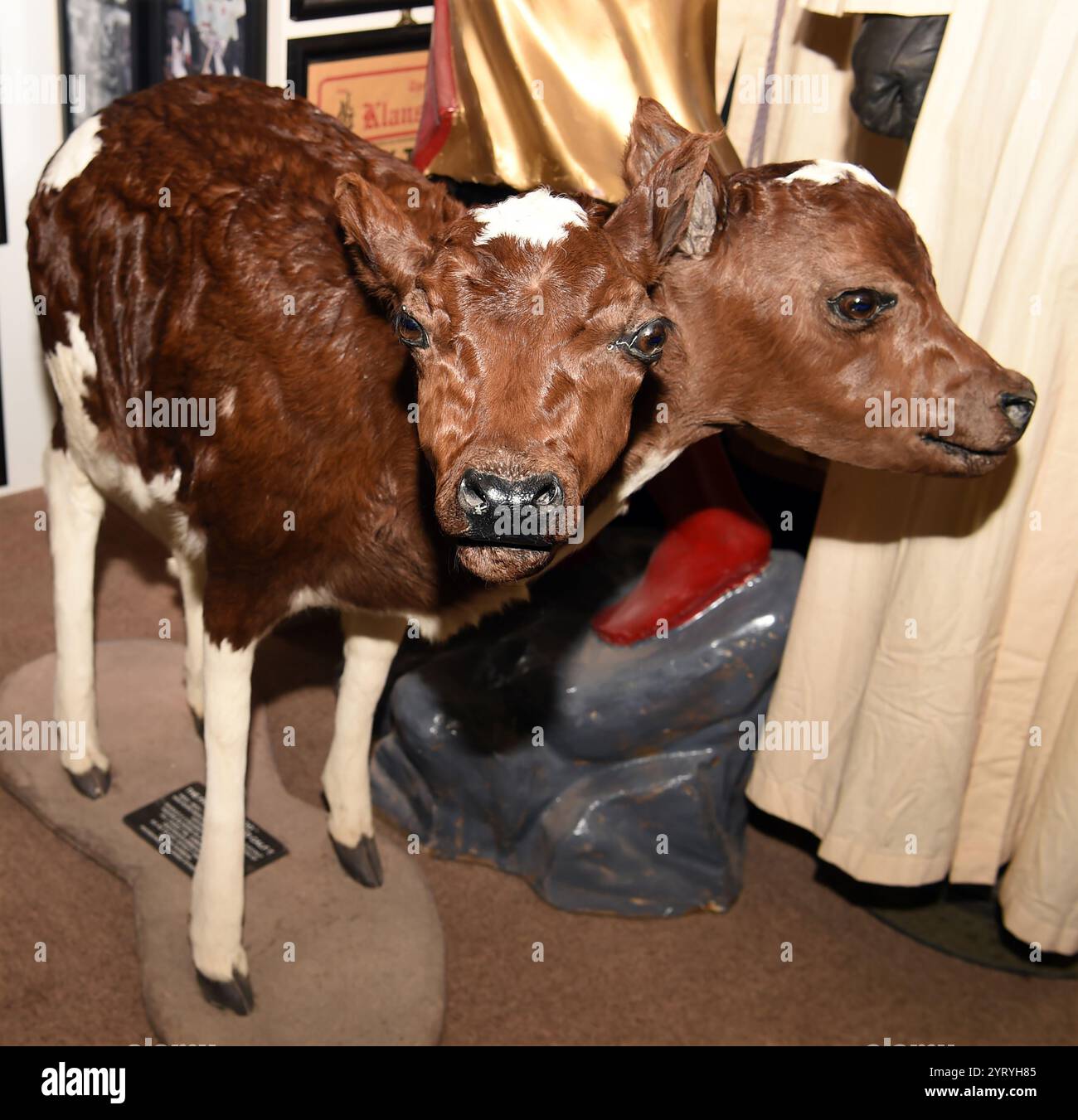 MOO-Moo ist eine zweiköpfige Kuh, Teil der Ausstellung Freaks of Nature im Little Decan Jail, England. 2020 Stockfoto