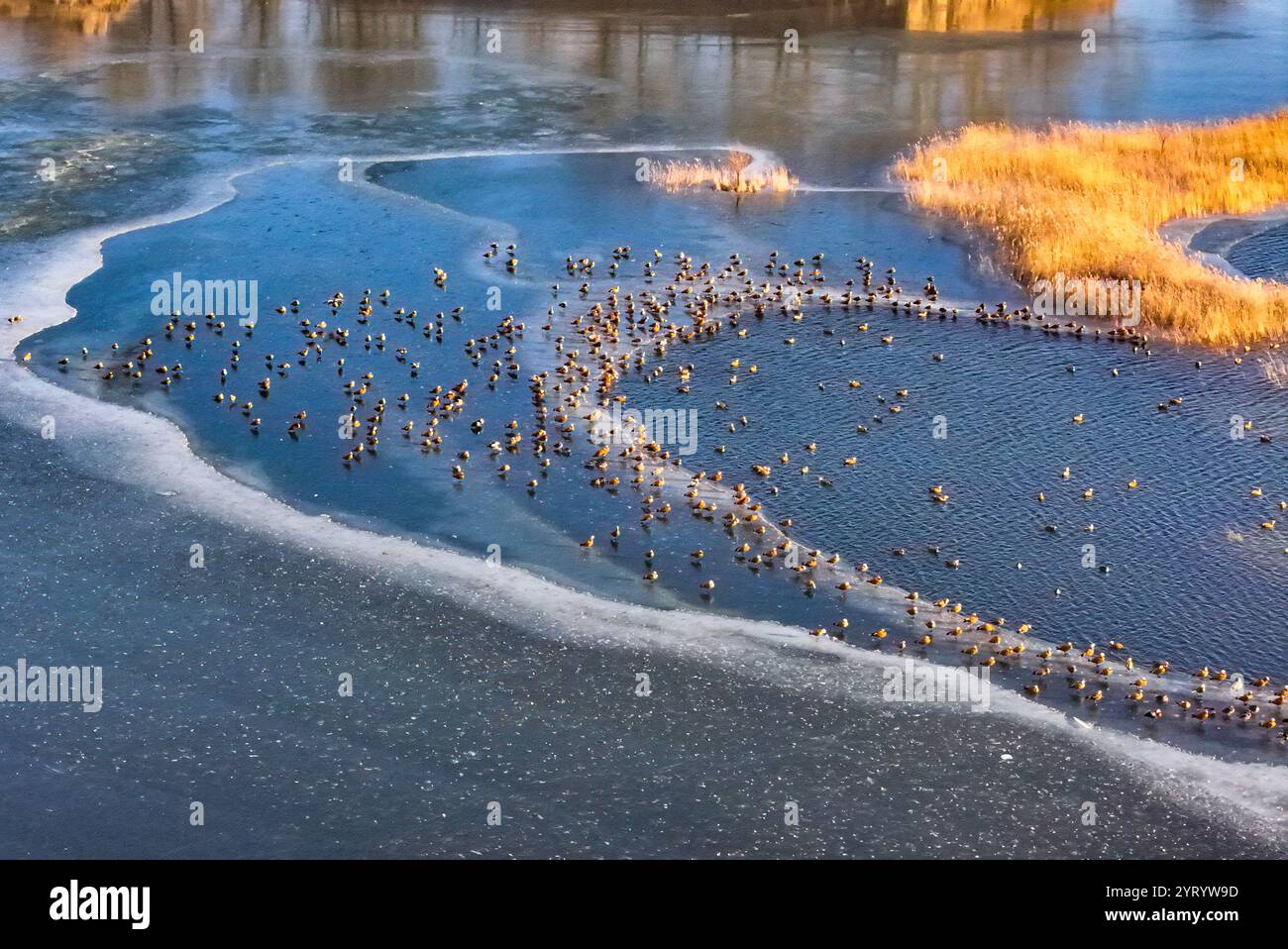 HOHHOT, CHINA - 5. DEZEMBER 2024 - Foto vom 5. Dezember 2024 zeigt Zugvögel am Qiandao-See in Hohhot, Innere Mongolei, China. Stockfoto