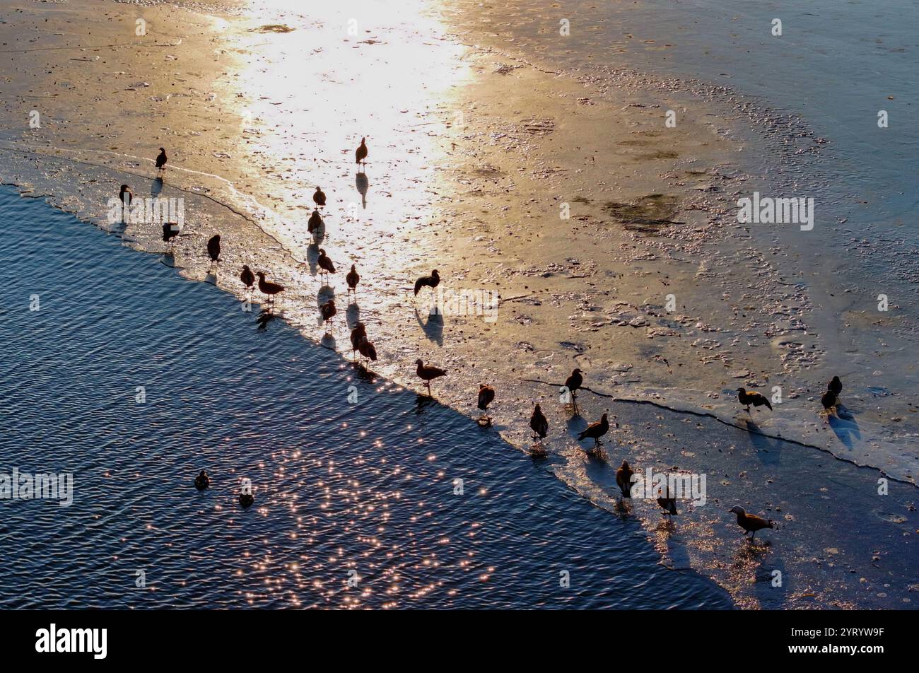 HOHHOT, CHINA - 5. DEZEMBER 2024 - Foto vom 5. Dezember 2024 zeigt Zugvögel am Qiandao-See in Hohhot, Innere Mongolei, China. Stockfoto