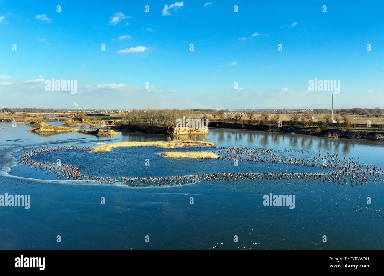 HOHHOT, CHINA - 5. DEZEMBER 2024 - Foto vom 5. Dezember 2024 zeigt Zugvögel am Qiandao-See in Hohhot, Innere Mongolei, China. Stockfoto