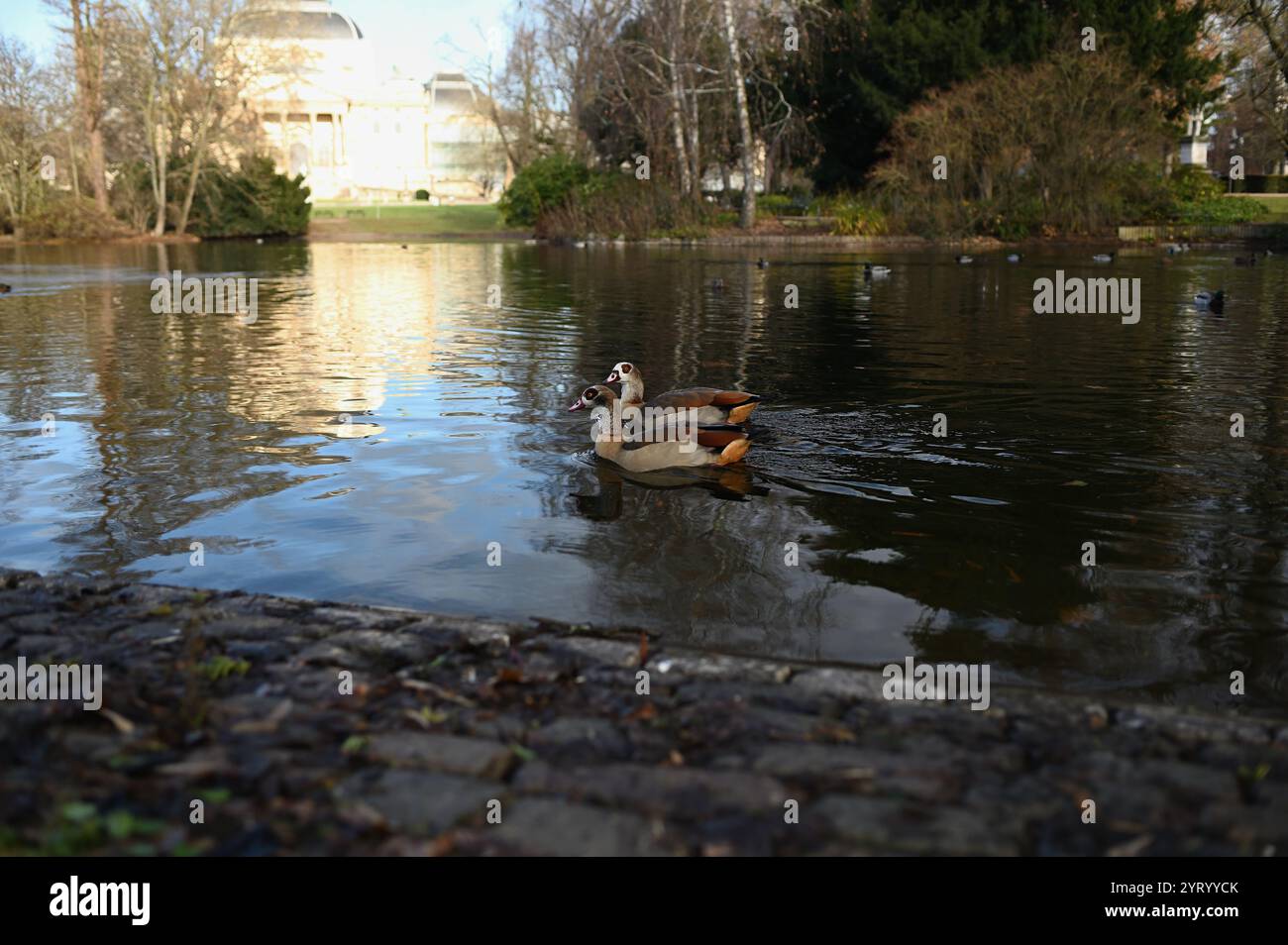 Herbstpark mit Seeblick und Ente in Wiesbaden (Deutschland) Stockfoto