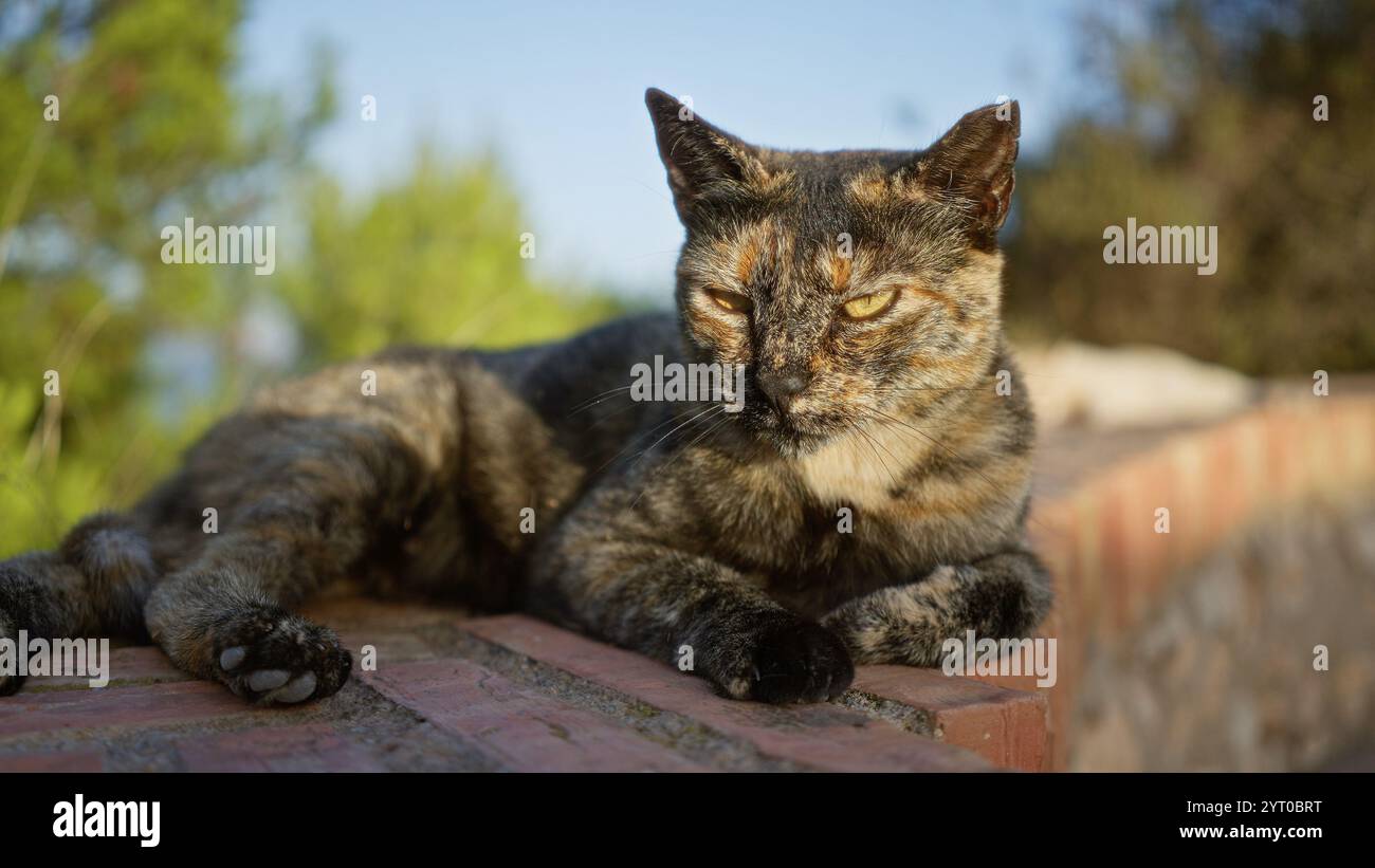 Katze, die sich an einem sonnigen Tag in einem Stadtpark im Freien ausruht, entspannt und ruhig mit Grün im Hintergrund aussieht Stockfoto