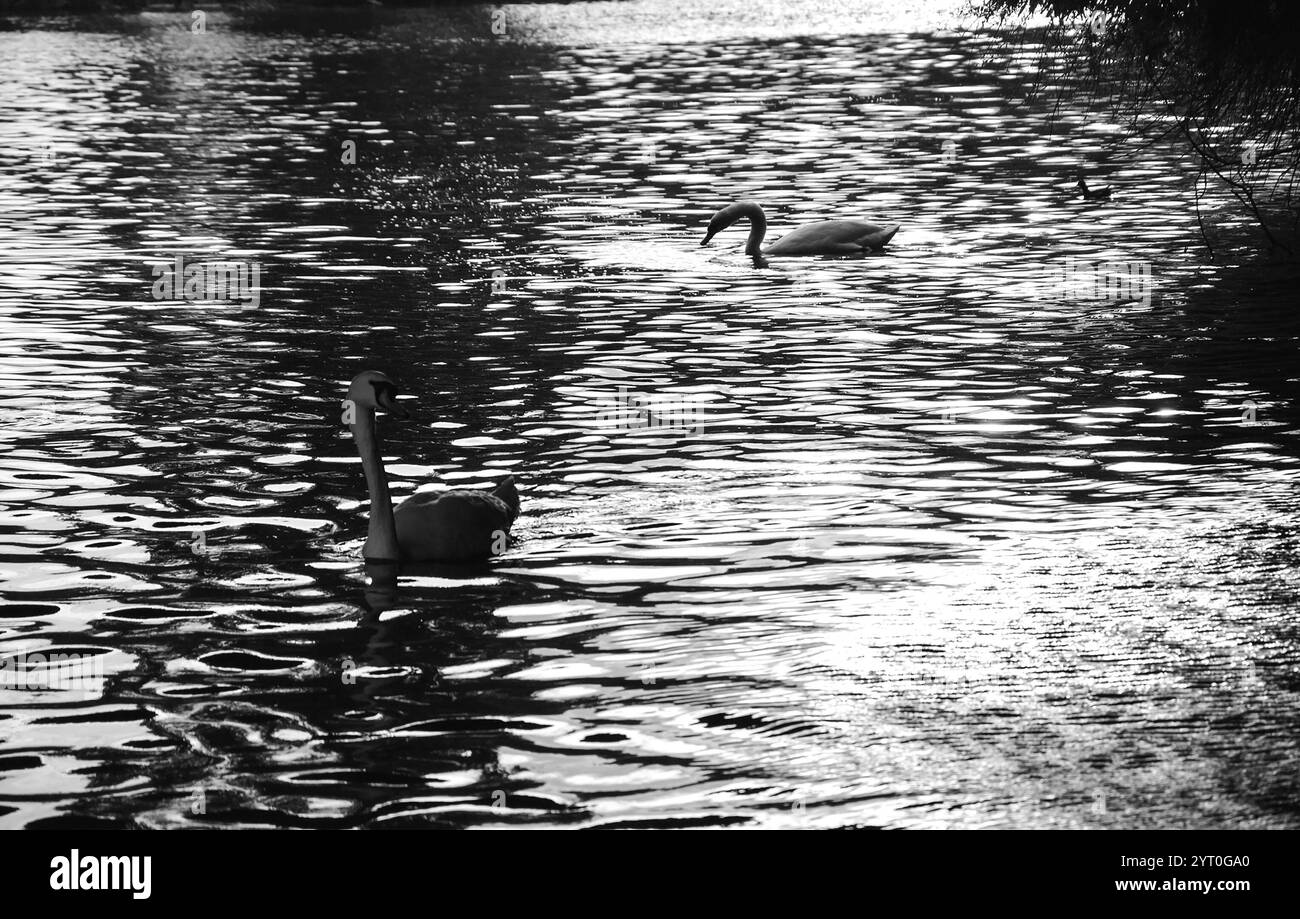 Schwäne und Enten schwimmen im See im goldenen Abendlicht bei Sonnenuntergang. Ein Spiel aus Licht und Schatten. Veraltetes Foto. Schwarz-weiß. Stockfoto