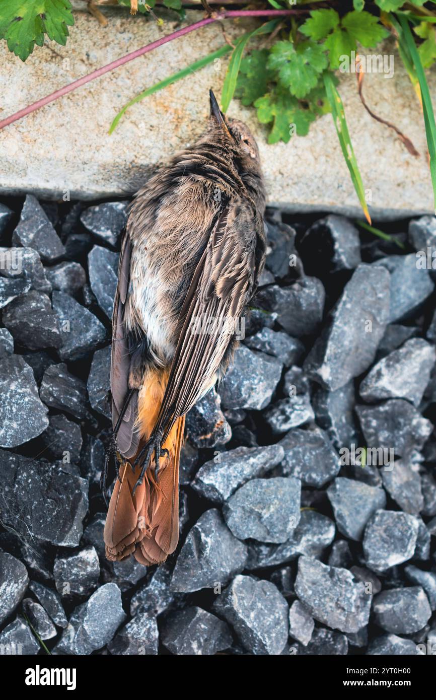 Toter schwarzer Rotstartvogel in einem Garten, Phoenicurus ochruros Stockfoto