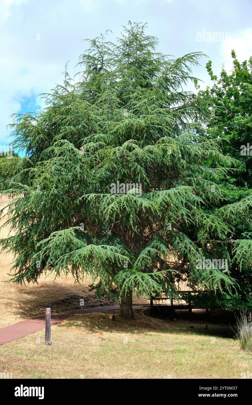 Eine Zeder aus dem Libanon, Cedrus libani, die in den Bergen des östlichen Mittelmeerbeckens beheimatet ist und im Golden Valley Tree Park in Westaustralien wächst. Stockfoto