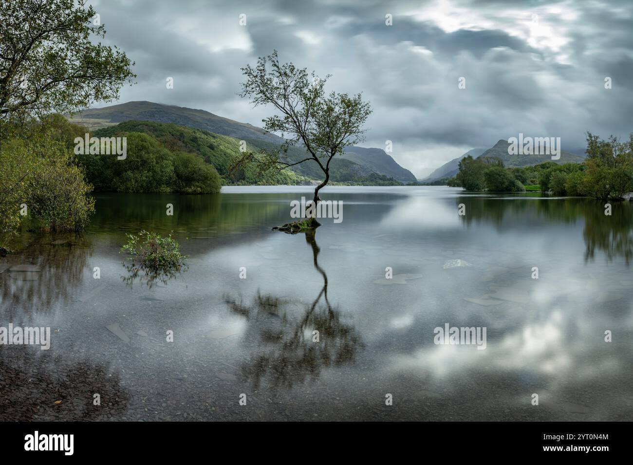 Einsamer Baum bei Llyn Padarn in Llanberis, Snowdonia National Park, Wales, Großbritannien. Stockfoto