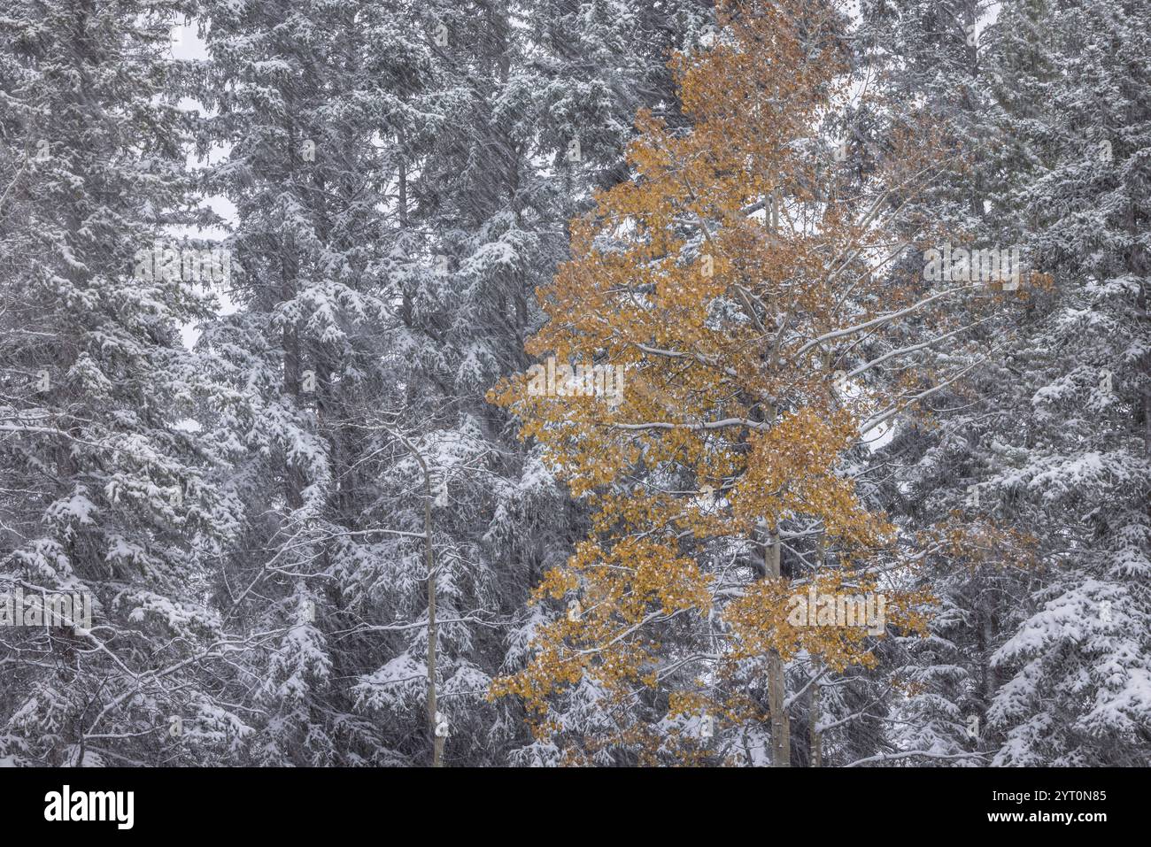 Einsamer Espenbaum in einem Kiefernwald während eines Schneesturms, Banff National Park, Alberta, Kanada. Herbst (Oktober) 2024. Stockfoto