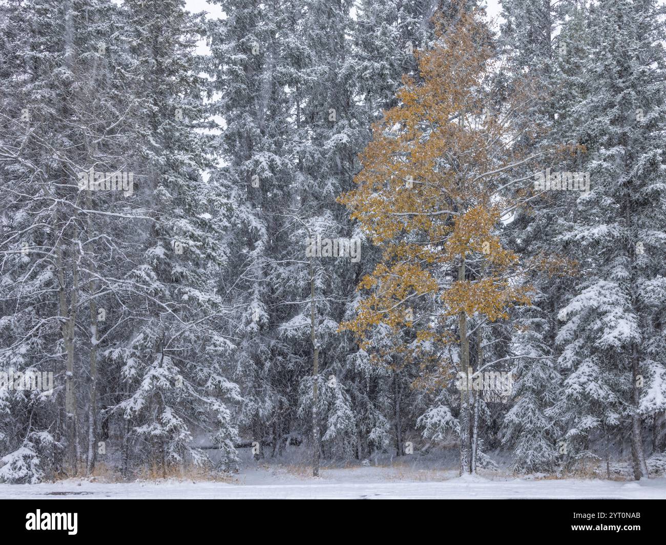 Aspenbaum (Populus tremuloides) in einem verschneiten Kiefernwald, Banff National Park, Alberta, Kanada. Herbst (Oktober) 2024. Stockfoto