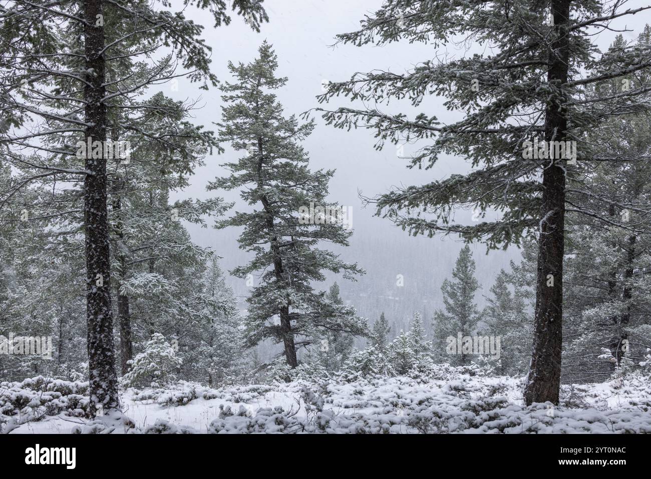 Kanadischer Kiefernwald im Schnee, Banff National Park, Alberta, Kanada. Herbst (Oktober) 2024. Stockfoto