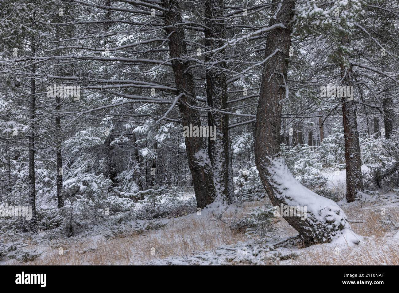Schneebedeckte Kiefernwälder in den Kanadischen Rockies, Banff National Park, Alberta, Kanada. Herbst (Oktober) 2024. Stockfoto