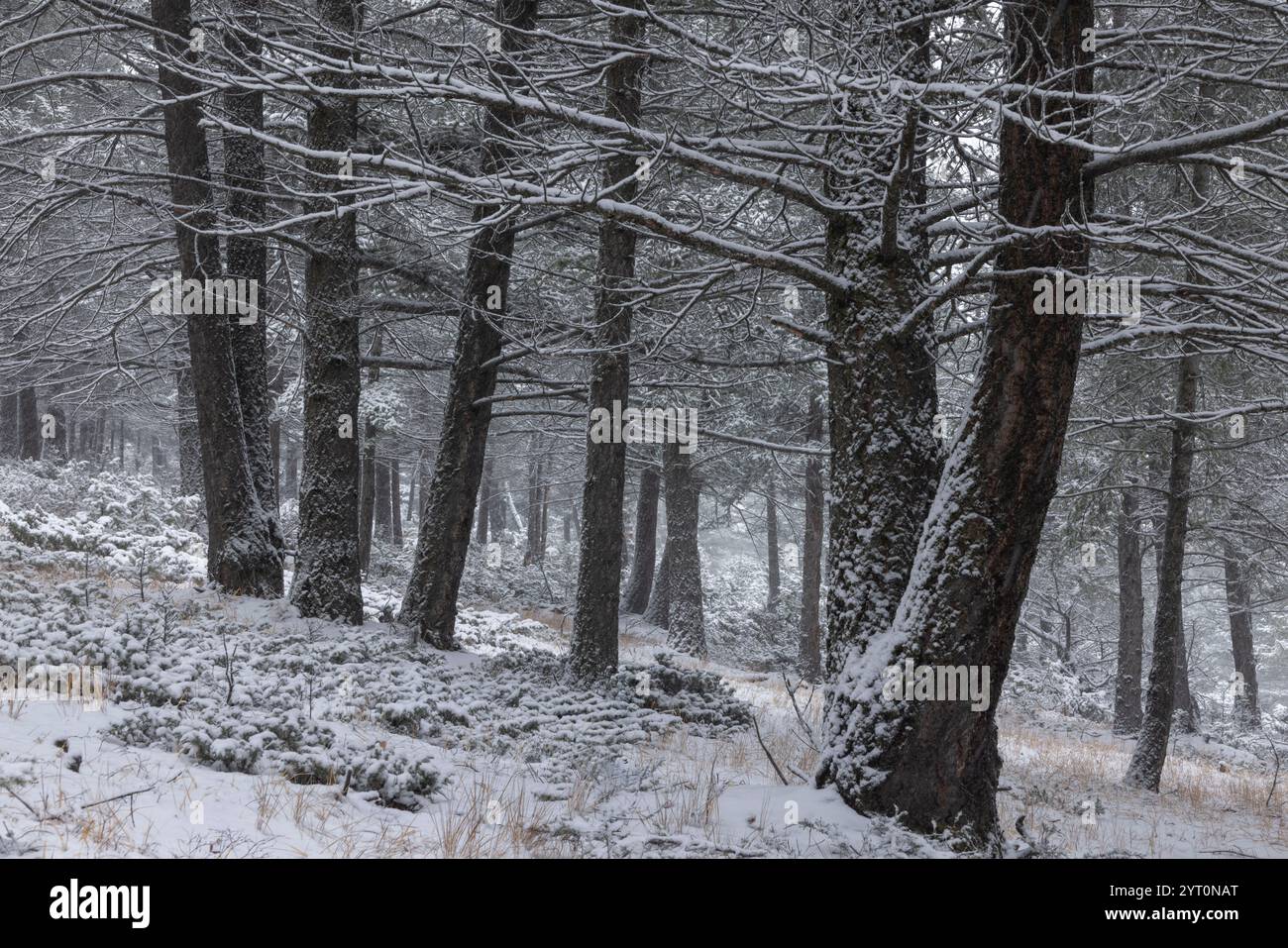 Schneebedeckter Kiefernwald in den Kanadischen Rockies, Banff National Park, Alberta, Kanada. Herbst (Oktober) 2024. Stockfoto