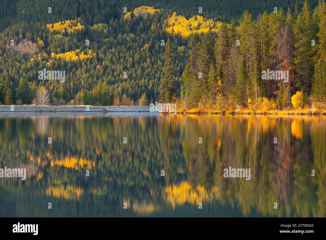 Reflexionen von Kiefern und goldenen Aspen im Rundle Forebay Reservoir in den Kanadischen Rockies, Canmore, Alberta, Kanada. Herbst (Oktober) 2024. Stockfoto