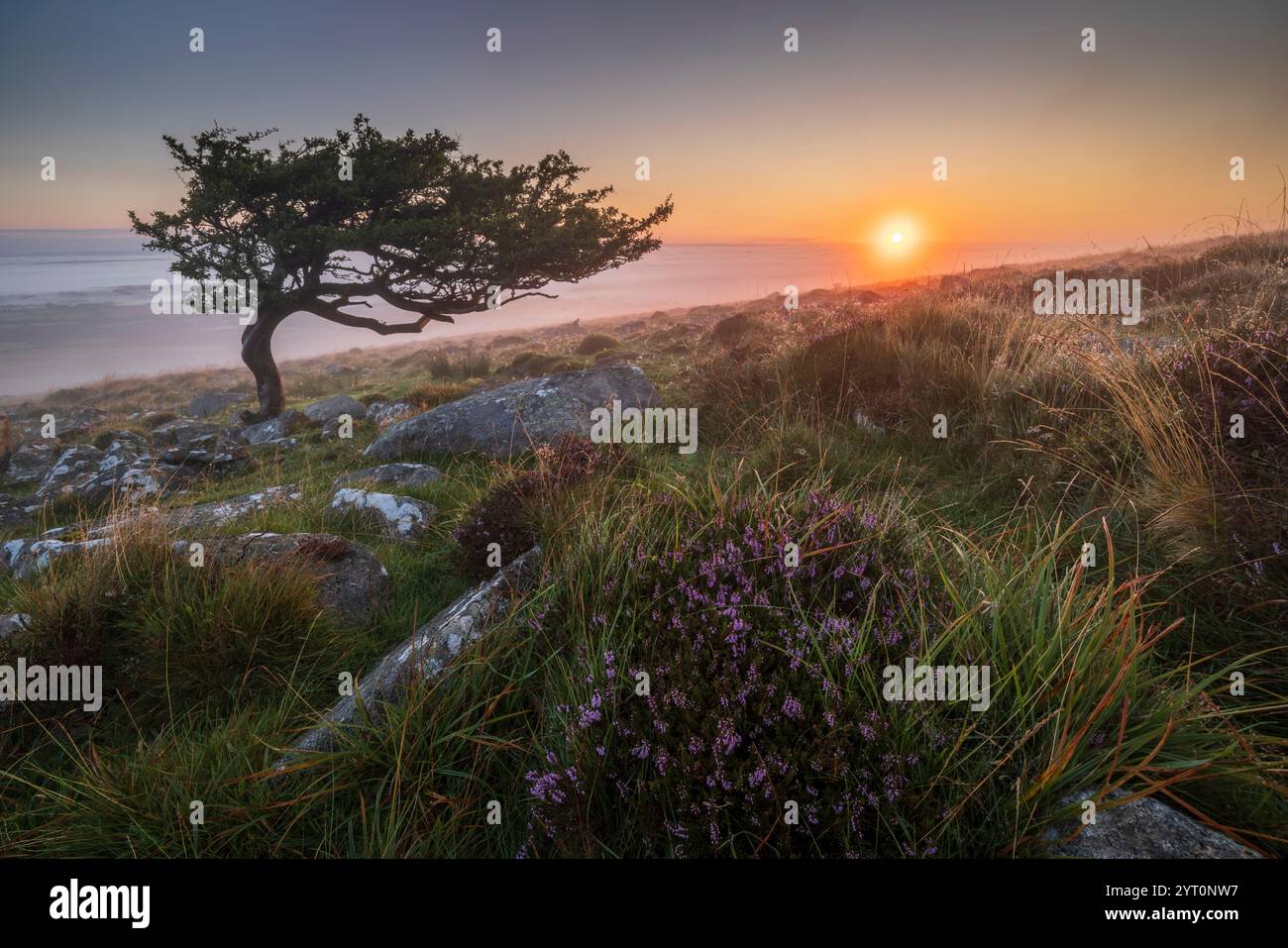 Sonnenaufgang über einem verdrehten Weißdorn an den Moorhängen des Cosdon Hill, Dartmoor National Park, Devon, England. Sommer (August) 2024. Stockfoto