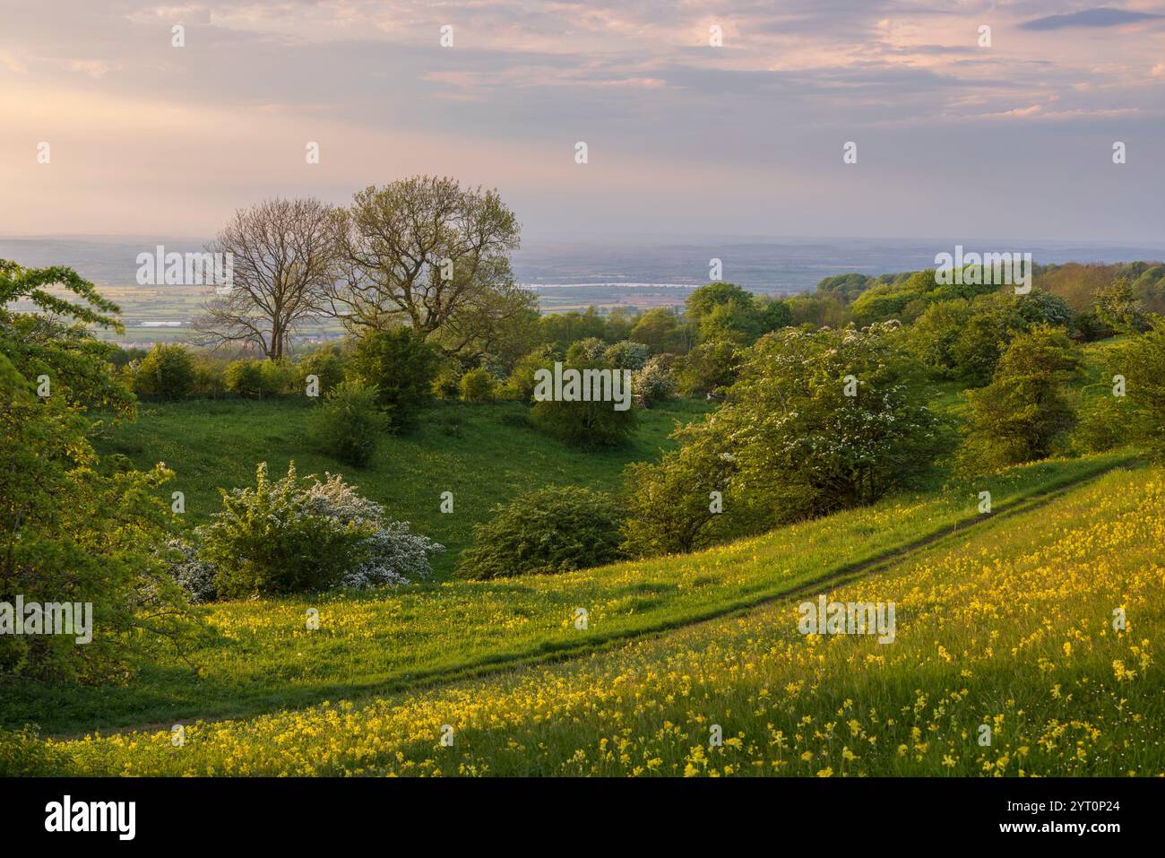 Der Fernwanderweg Cotswold Way führt durch eine Wildblumenwiese in der Nähe des Broadway Tower in den Cotswolds, Worcestershire, England. Feder (Ma Stockfoto