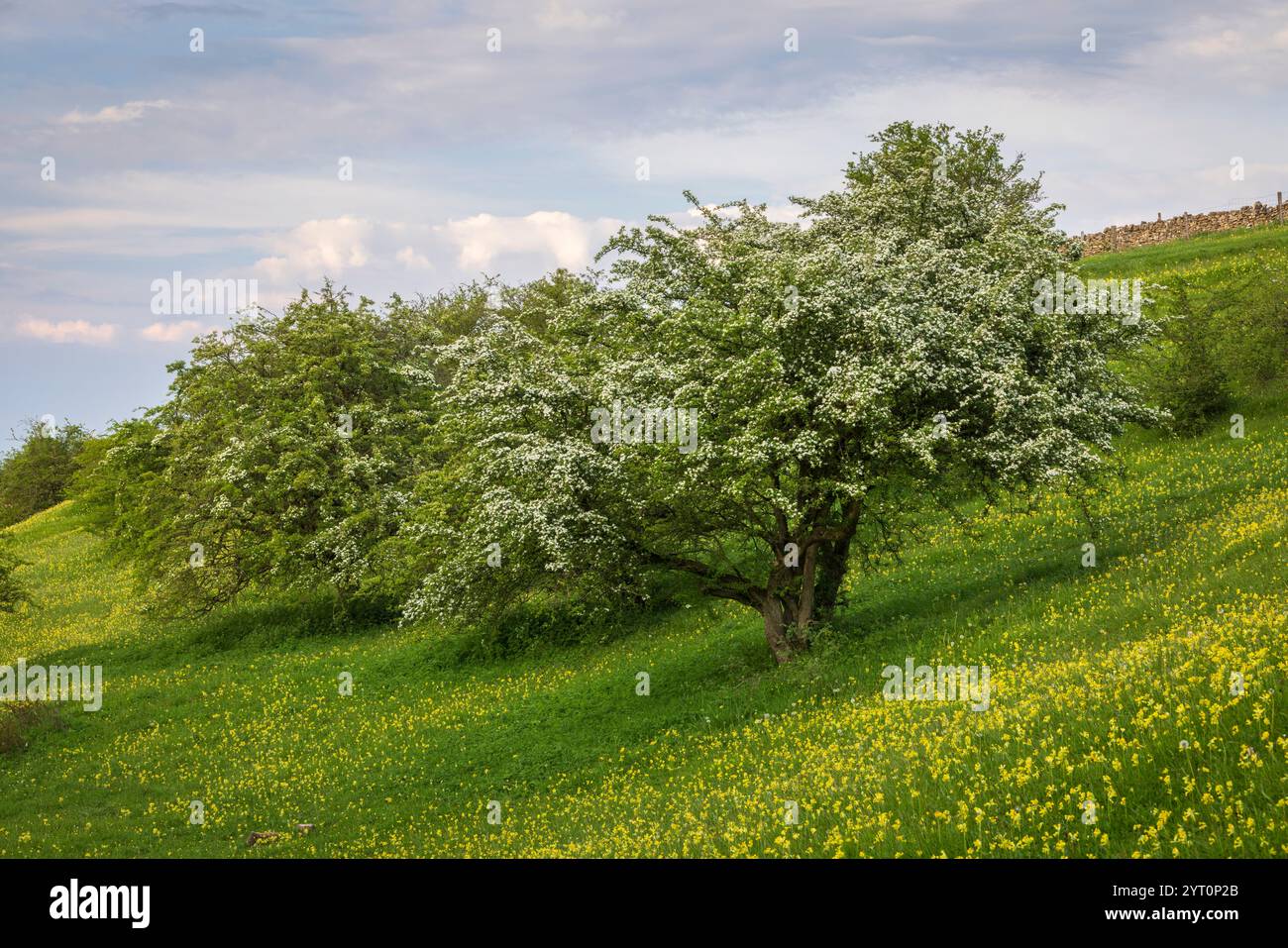 Weißdornbaum in Blüte auf einer Cotswolds Wiese, Worcestershire, England. Frühjahr (Mai) 2024. Stockfoto