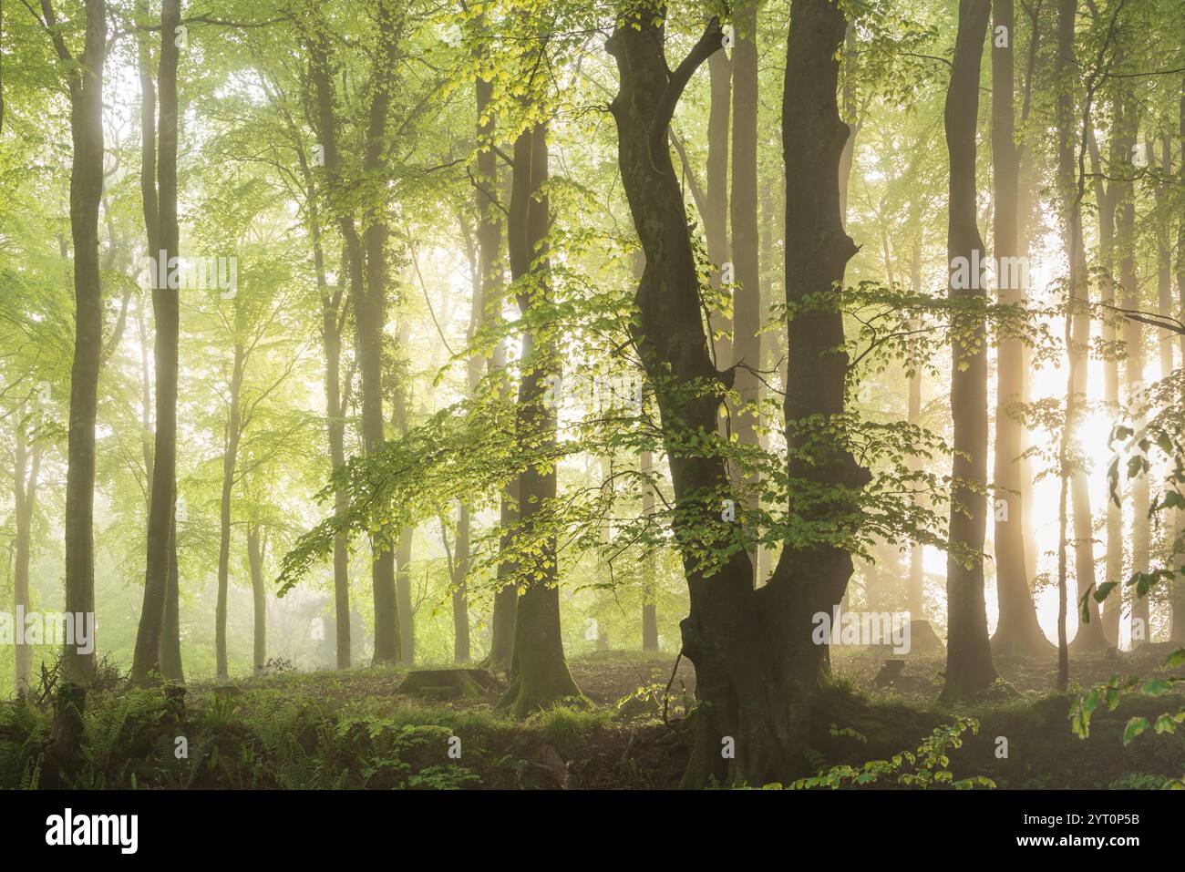 Frühlingslaub in einem nebeligen Laubwald, Devon, England. Frühjahr (Mai) 2024. Stockfoto