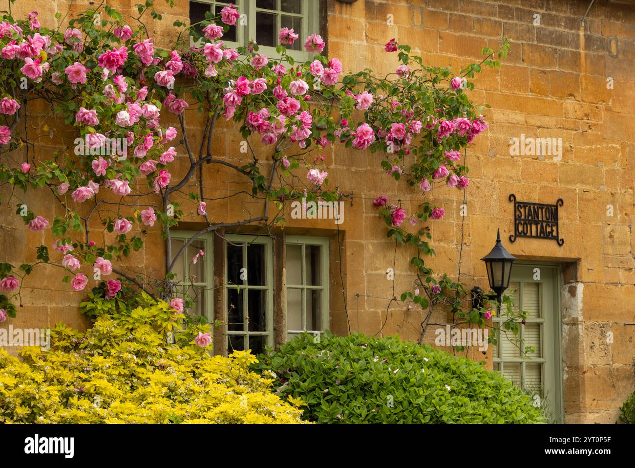 Blühende Rosen auf einem hübschen Cottage im Cotswolds-Dorf Stanton, Gloucestershire, England. Frühjahr (Mai) 2024. Stockfoto
