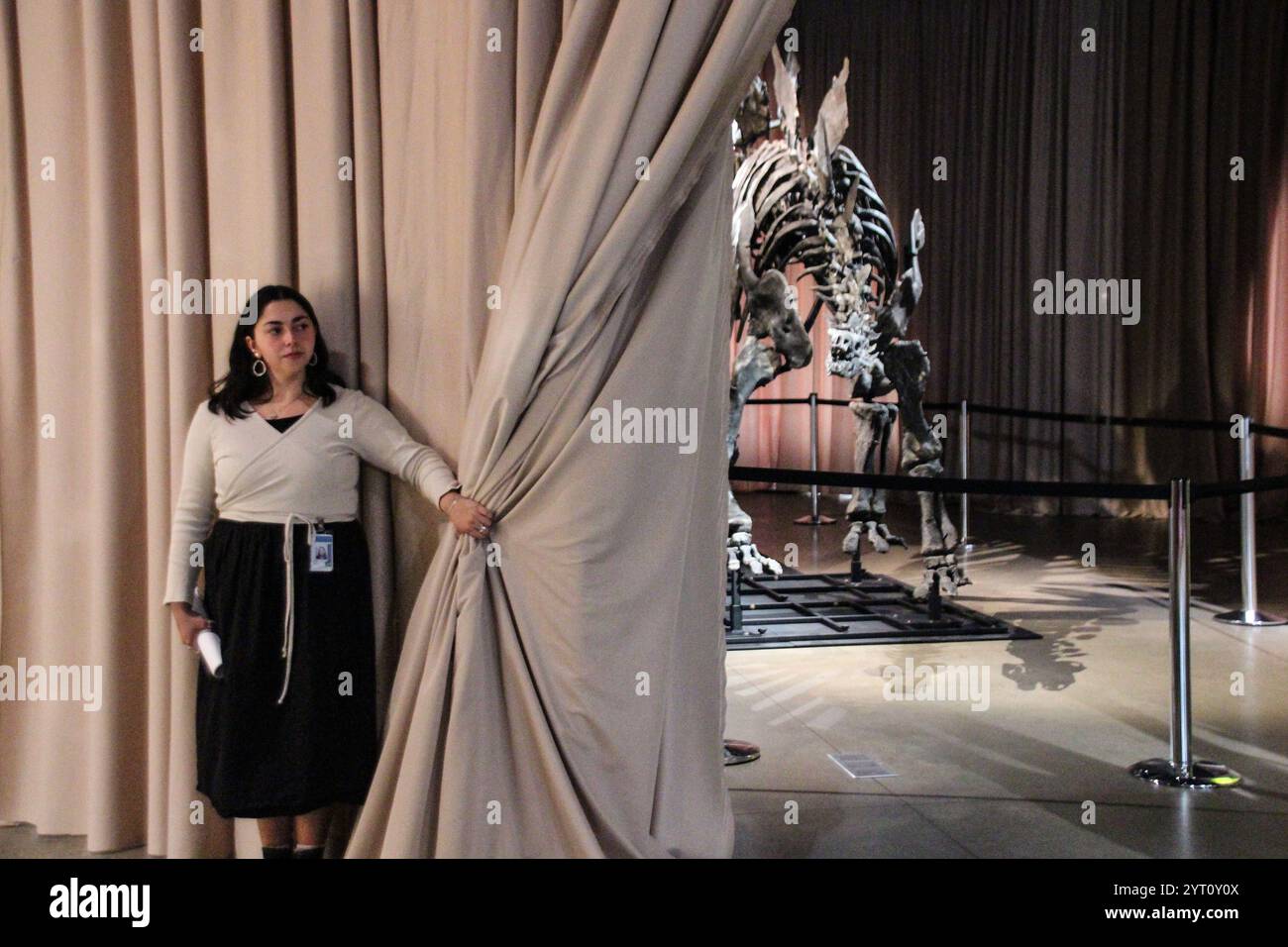 New York, USA. Dezember 2024. Ein Mitarbeiter des American Museum of Natural History enthüllt das Skelett eines Stegosaurus mit dem Spitznamen „Apex“. Ein Skelett eines vor wenigen Monaten versteigerten Stegosaurus für die Rekordsumme von 45 Millionen Dollar (rund 40 Millionen Euro) ist heute im New Yorker Natural History Museum ausgestellt. Quelle: Christina Horsten/dpa/Alamy Live News Stockfoto