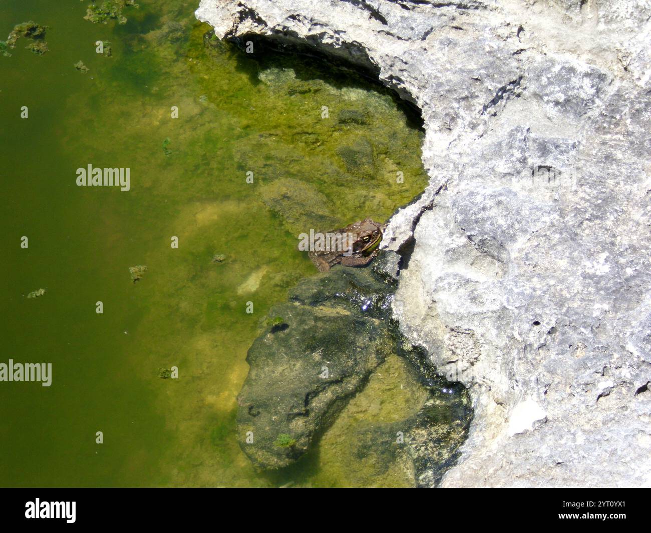 Kröte schaut aus einem steinigen Wasserloch Stockfoto