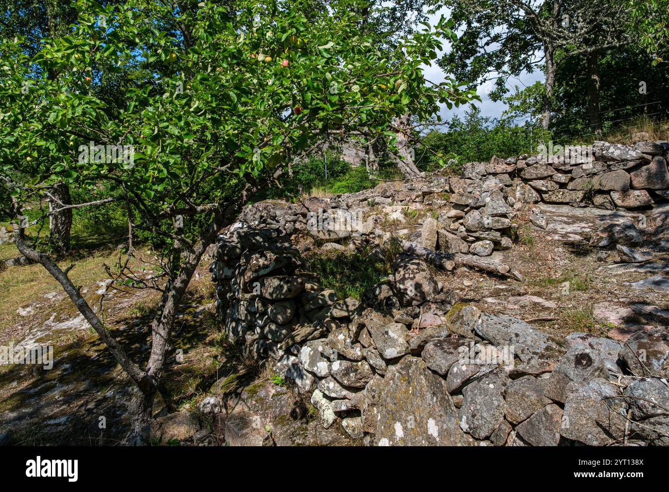 Mauerbauten von verlassenen baufälligen historischen Gebäuden eines Bauernhofs im Naturschutzgebiet Hallarumsviken bei Karlskrona, Blekinge län, Schweden. Stockfoto