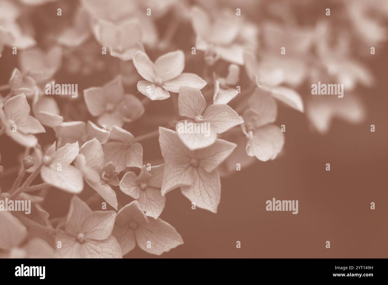 Florales Hintergrundbild in der neuen Farbe des Jahres 2025 „Mocha Mousse“. Mit Kopierraum. Stockfoto