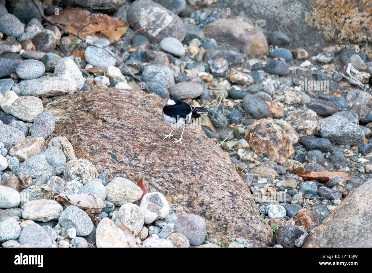Ein kleiner Gabelschwanz sucht nach Insekten in der Nähe eines Wasserstroms am Stadtrand von Mandla in Uttarakhand Stockfoto