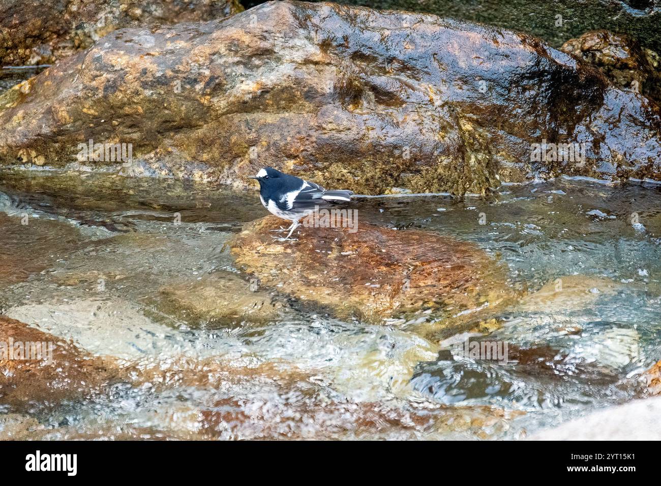 Ein kleiner Gabelschwanz sucht nach Insekten in der Nähe eines Wasserstroms am Stadtrand von Mandla in Uttarakhand Stockfoto