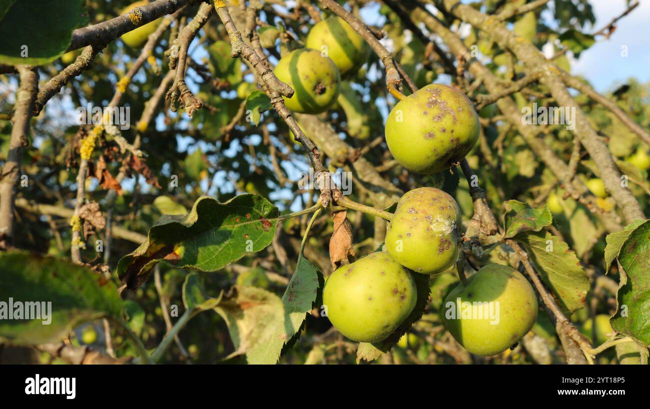 apfelbaumzweige mit grünen Reifen Früchten in Krankheitsstellen, Krankheiten von Obstbäumen am Beispiel eines Apfelbaums in einer Obstplantage, schlechte Früchte Stockfoto