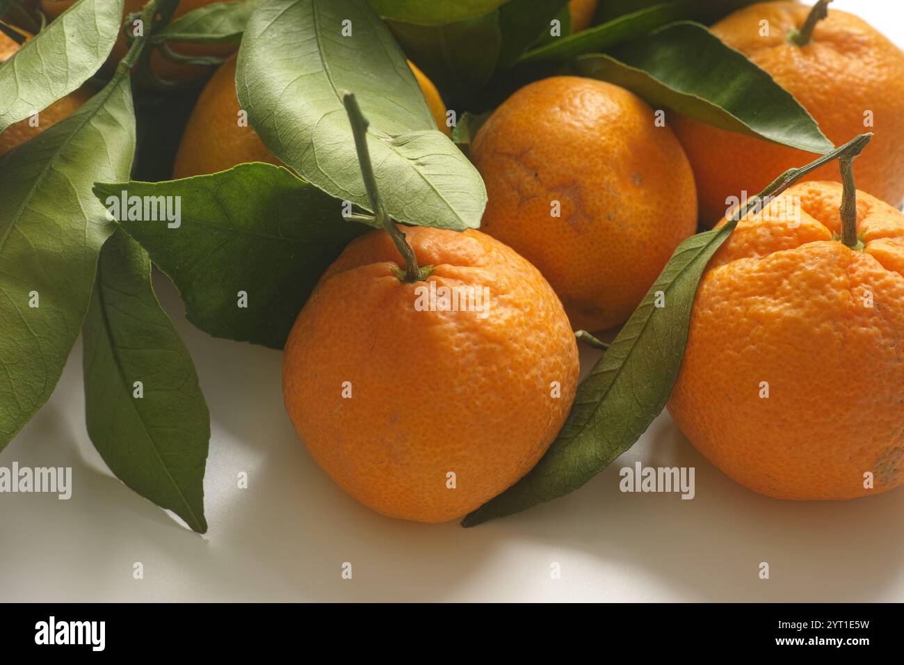 Frisch geerntete Bio-Mandarinen mit Blättern auf einem Tisch. Nahaufnahme. Stockfoto