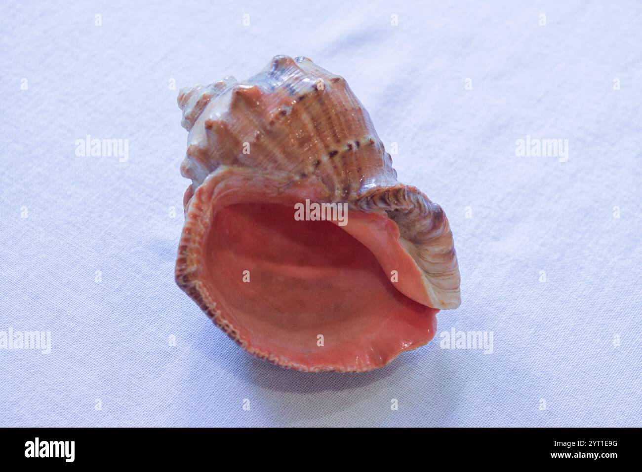 Leere Schale aus rapana venosa auf weißem Hintergrund Nahaufnahme. Stockfoto