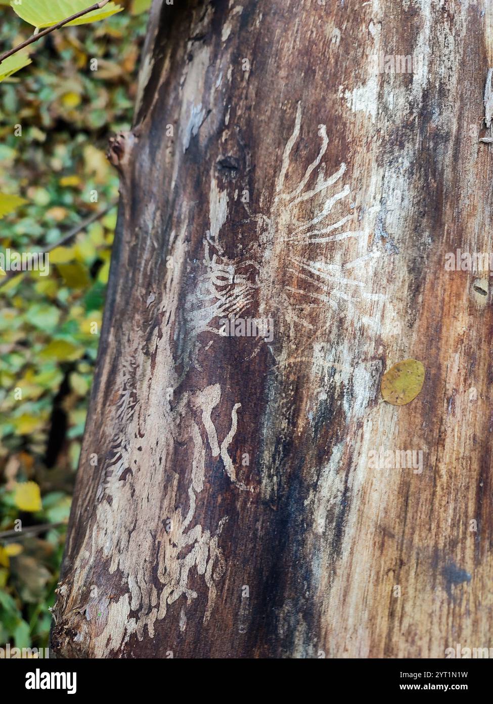 Rindenkäfer Spuren auf Baumstamm, Rindenkäfer Muster, Pilzbefall tötende Bäume, Myzel, Waldleben, Botanik, schädliche Insekten Auswirkungen, Holz Stockfoto